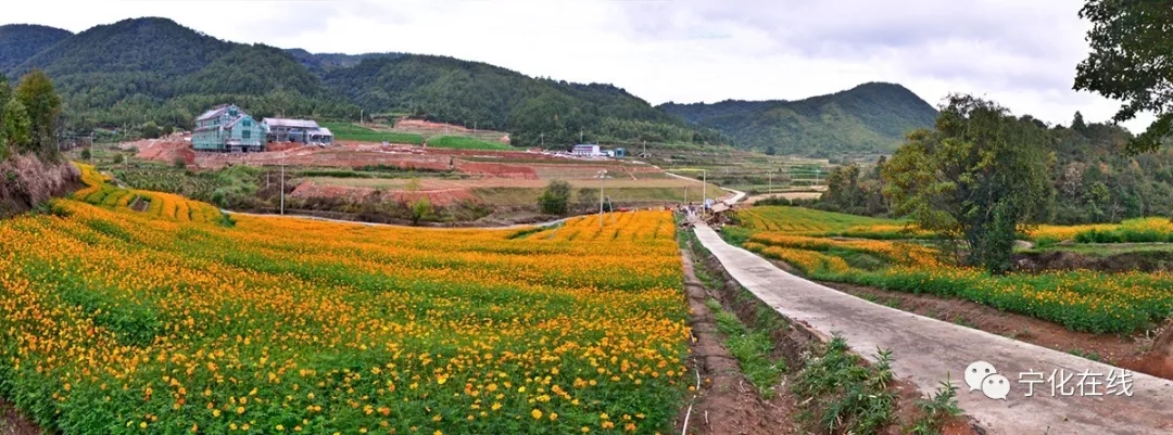 湖村花海（张家彪 张凌波）